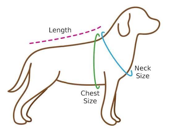 Dog Size Chart - Fidoming